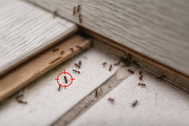 Reliable Wellford, SC Pest Control Solutions
