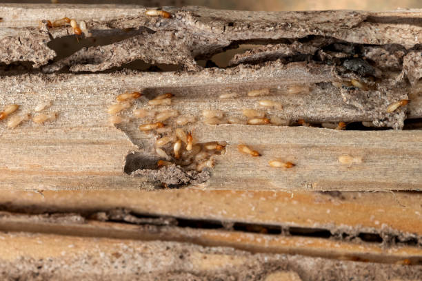 Best Pest Removal Services  in Wellford, SC