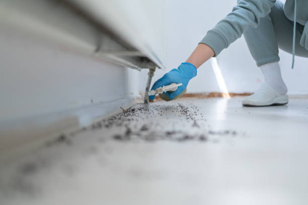 Best Local Pest Control Services  in Wellford, SC